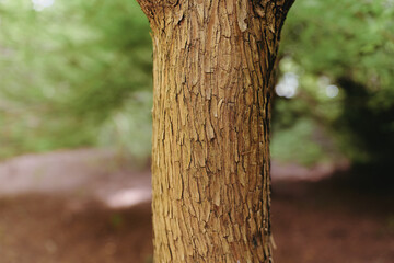 Fototapeta premium Tree bark trunk forest nature texture closeup wood in macro detail showing rough grooves and organic pattern, vertical composition with soft green blurred background for botanical study.