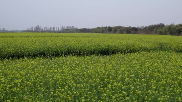 A vast open field covered with blooming yellow-green crops, stretching to a distant tree line under an overcast sky.
