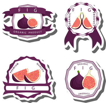 Fruit theme from set juicy delicious fig of various sizes