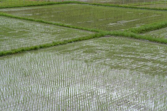 曇りの日の田舎の水田