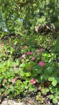 Fragaria ananassa garden strawberry plants with pink flowers in bed closeup