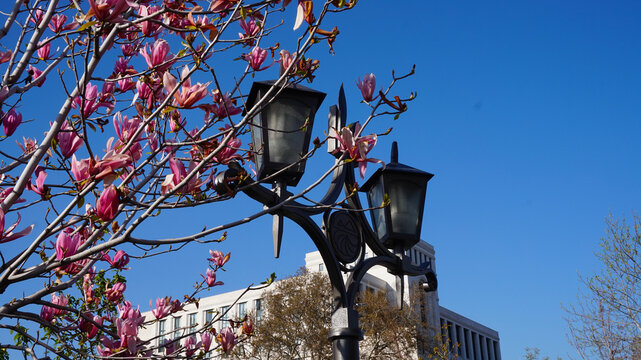 Vintage city street lantern surrounded by pink magnolia flowers against a clear blue sky. Spring urban landscape for commercial microstock photography.