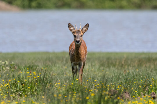 Capriolo (Capreolus capreolus)