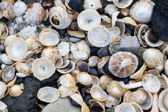 Texture of various sea shells and pebbles scattered on a coastal beach surface