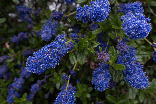 A close-up of vibrant blue California lilac flower clusters blooming on a green bush in a garden