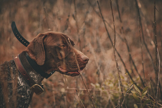 GSP in the weeds 
