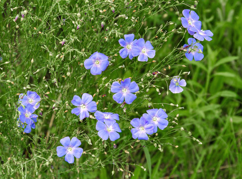 Blue Flax Flowers Blooming in a Meadow