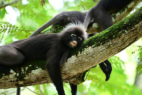 A dusly leaf monkey sleeping on a tree branch on a hot afternoon in Langkawi, Malaysia