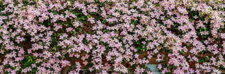 Fototapeta premium Flowers cover a wall in a vibrant display during springtime in a garden