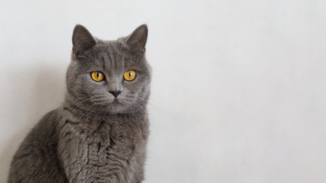 Curious British Shorthair cat with big golden eyes sitting on white background