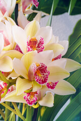 Obraz premium Orchids bloom in bright colors with green leaves adding contrast in a sunny location