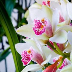 Fototapeta premium White and pink orchids bloom in a garden during daylight with green leaves in the background
