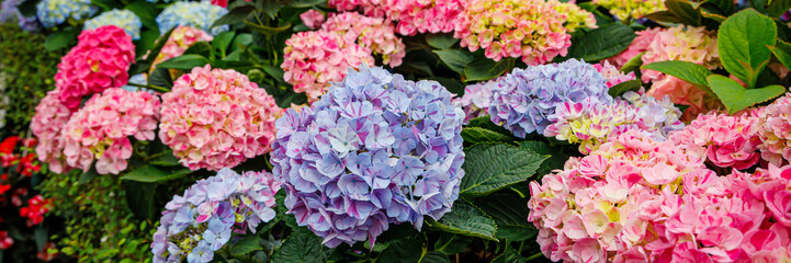Obraz premium Colorful hydrangeas bloom in a garden during springtime in a sunny location