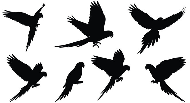 Group of seven black parrot silhouettes captured in various poses including flying, landing, and perching against a plain white background.