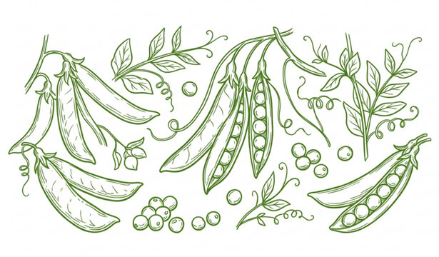Hand drawn sugar snap pea collection with pods peas and leafy vine vector illustration