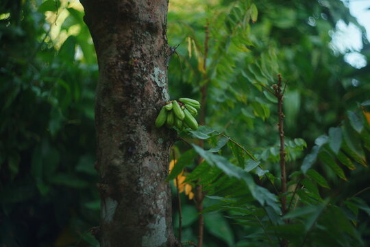 Averrhoa bilimbi fruit growing on a tree trunk