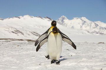 Obraz premium King penguins on South Georgia Island