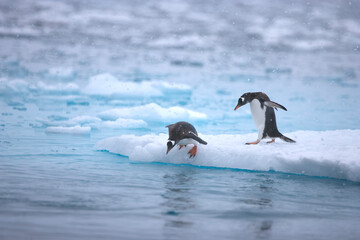 Fototapeta premium Two gentoo penguins diving from an ice floe near Antarctica
