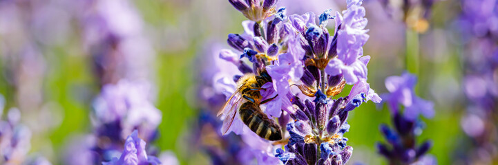 Bee collects nectar from lavender flowers in a garden during a sunny day © Fleuronica