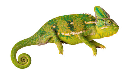 Green veiled chameleon with coiled tail, isolated on transparent background © Petra