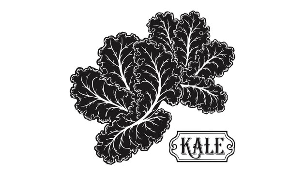 Very beautiful black-and-white engraved vector illustration featuring curly kale leaves with intricate botanical textures and an engraved label reading "KALE", isolated on white background.