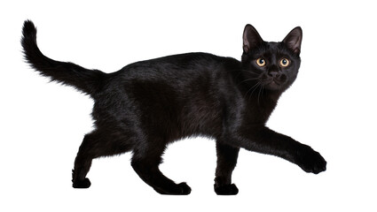 Black cat with yellow eyes walking, isolated on transparent background © Petra