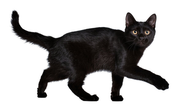 Black cat with yellow eyes walking, isolated on transparent background