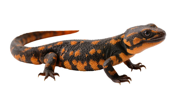 Black and orange spotted newt with textured skin, isolated on transparent background