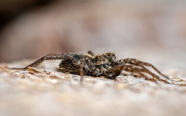 Ukrainian tarantula (Lycosa singoriensis) in spring.
