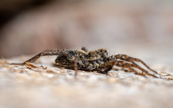 Ukrainian tarantula (Lycosa singoriensis) in spring.