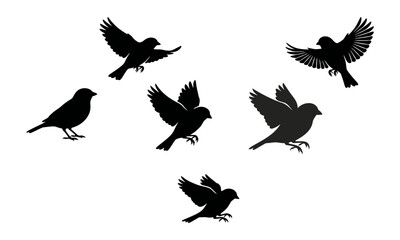 Fototapeta premium Flying Birds Silhouettes Set with Black Little Sparrows and Small Wild Birds Poses Collection