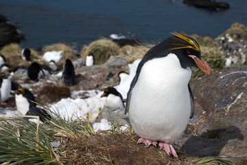 Fototapeta premium Macaroni penguin on South Georgia Island