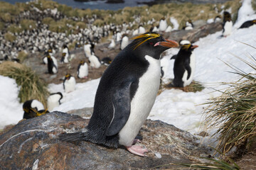 Obraz premium Macaroni penguin on South Georgia Island