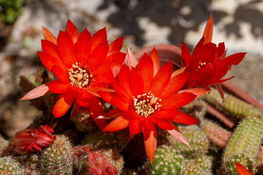 Trois fleurs de cactus concombre