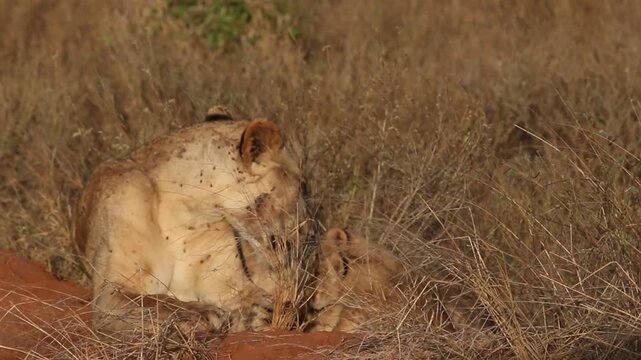 Lioness with young cub resting and grooming on red termite mound in dry African savanna grassland