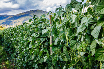 Obraz premium Green bean plants grow in a field under cloudy skies in a rural area during the summer season