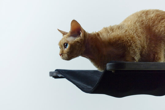 Devon Rex Kater auf seinem Kratzbaum