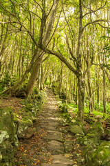 Fototapeta premium Pintoresco camino empedrado rodeado de árboles verdes y musgo en un denso bosque natural, ideal para senderismo en la isla de Flores, Azores.