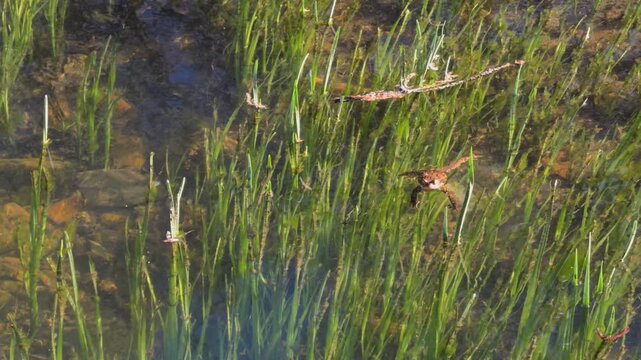 Camouflaged Amphibian Swimming Through Shallow Aquatic Plants