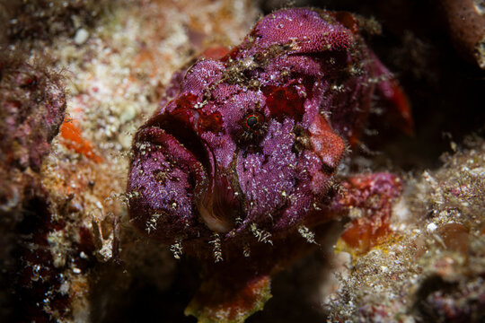 frogfish @ Komodo, Indonesia