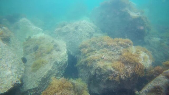 Large underwater rock formation covered with brown seaweed and marine vegetation in turquoise coastal water