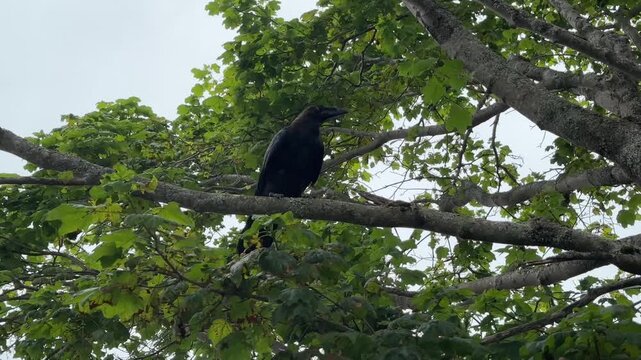 A majestic raven sits atop sturdy branches, its glossy feathers glistening softly. It surveys the lush green surroundings with keen eyes on a calm afternoon