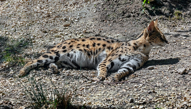 Serval on the ground. Latin name - Leptailurus serval