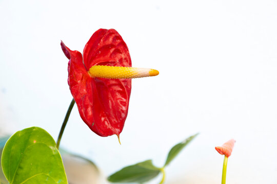 Vibrant red Anthurium flower with a bright yellow spadix in close-up, showcasing tropical beauty, exotic flora, botanical elegance, and ornamental gardening.