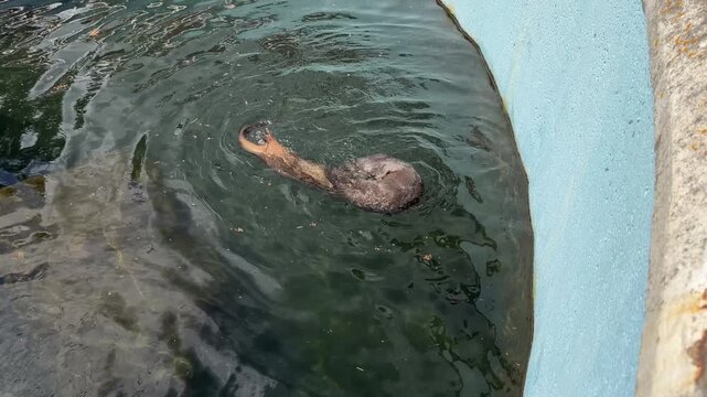 Watch as adorable otters frolic and swim with joy in their aquatic habitat at Moncton Zoo. Their playful antics bring smiles and laughter on this lovely day