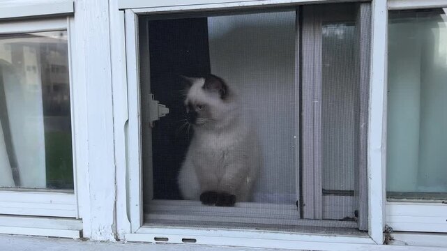 A playful cat curiously peers out from a window screen, watching the world go by. Sunlight filters in, illuminating its soft fur and curious gaze