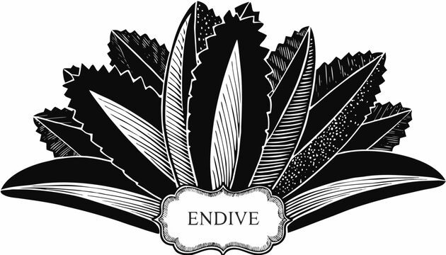 Very beautiful black-and-white engraved vector illustration featuring endive leaves with layered textures, refined botanical details, and an engraved label reading "ENDIVE", isolated on white backgrou