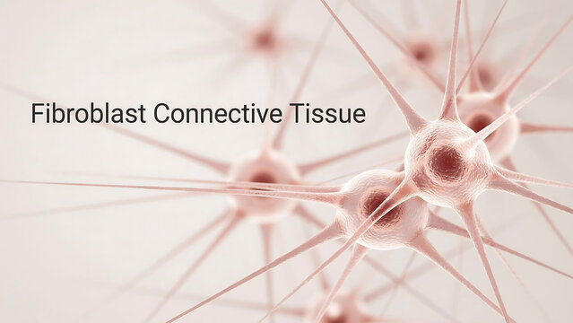 Fibroblast cells in connective tissue forming a network of collagen fibers and extracellular matrix in human body