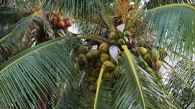 Clusters of green and brown coconuts hanging from a tall palm tree while the lush green fronds gently sway in a tropical breeze, representing an exotic vacation or healthy eating