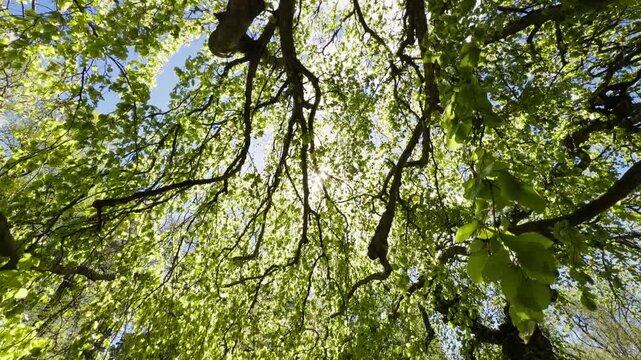 Gaze at the lush leaves above as sunlight filters through branches in a beautiful garden setting in Halifax, Nova Scotia, inviting peace and tranquility